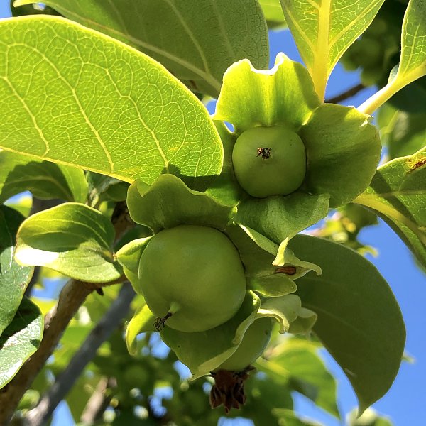 Fruita ecològica